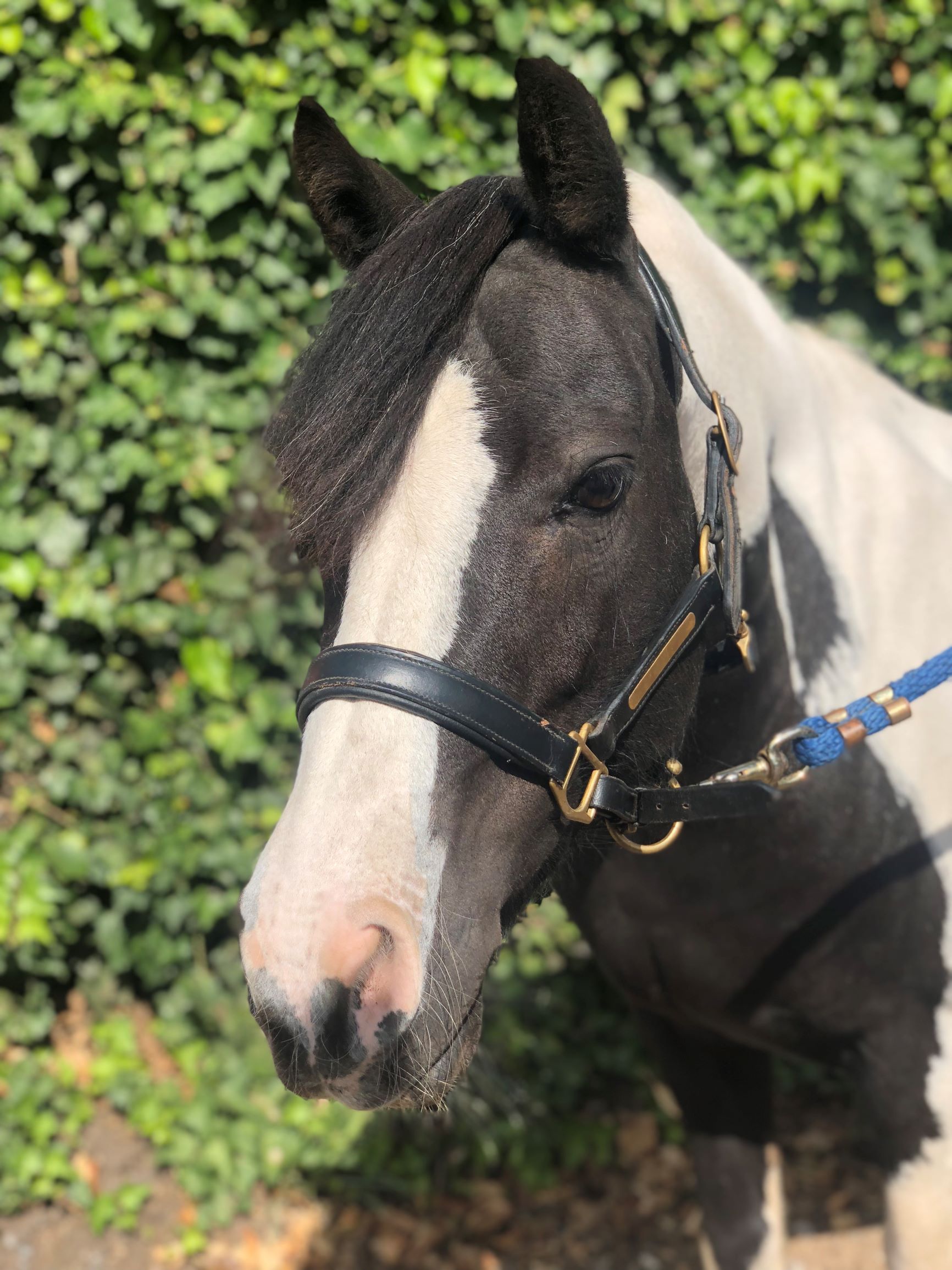 Bella Bella