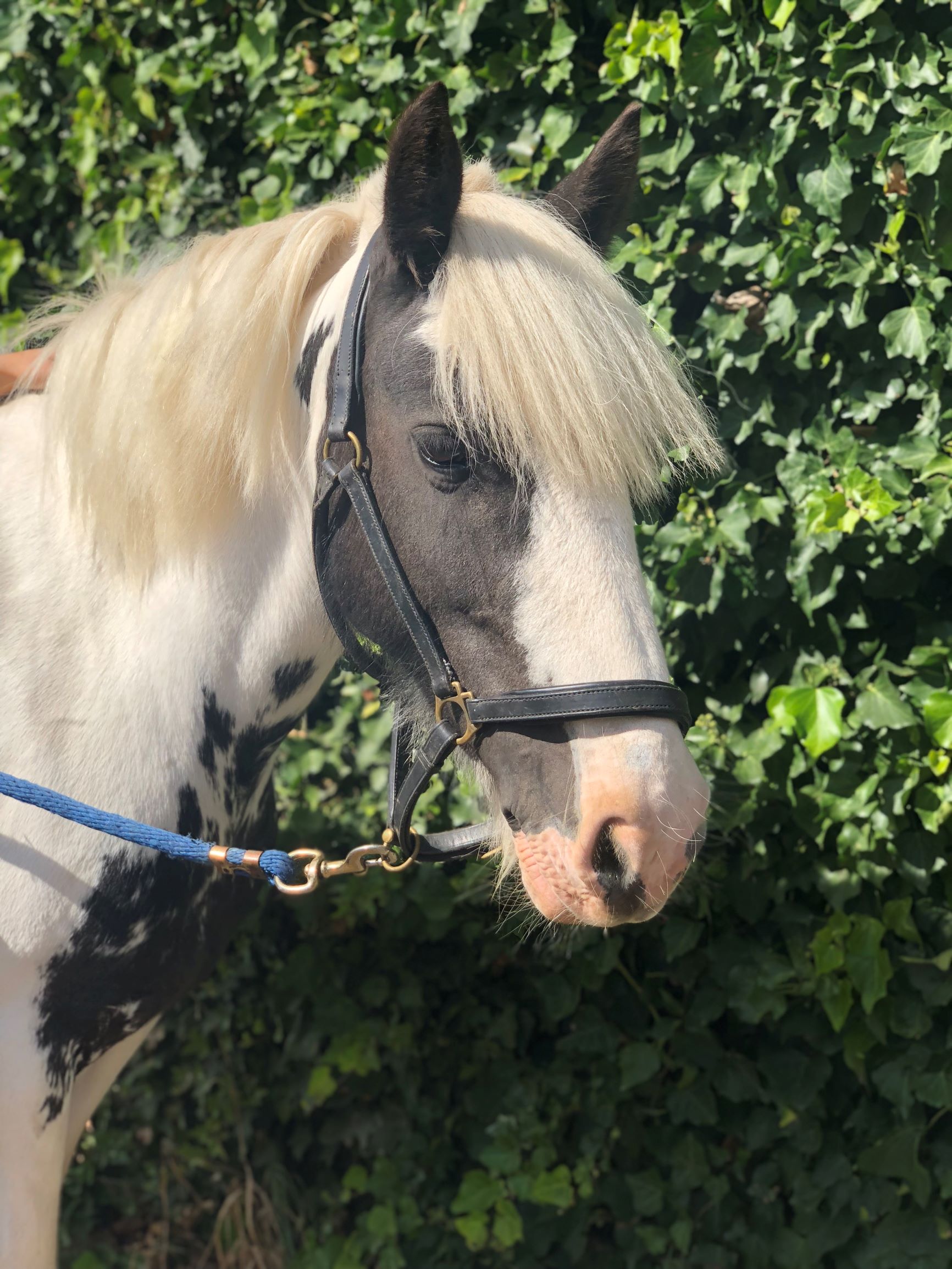 Trudy is 6 years old and 14.2hh. She is friendly and loves her hay. She gets used for riders of all abilities ranging from lead rein to our more advanced lessons.