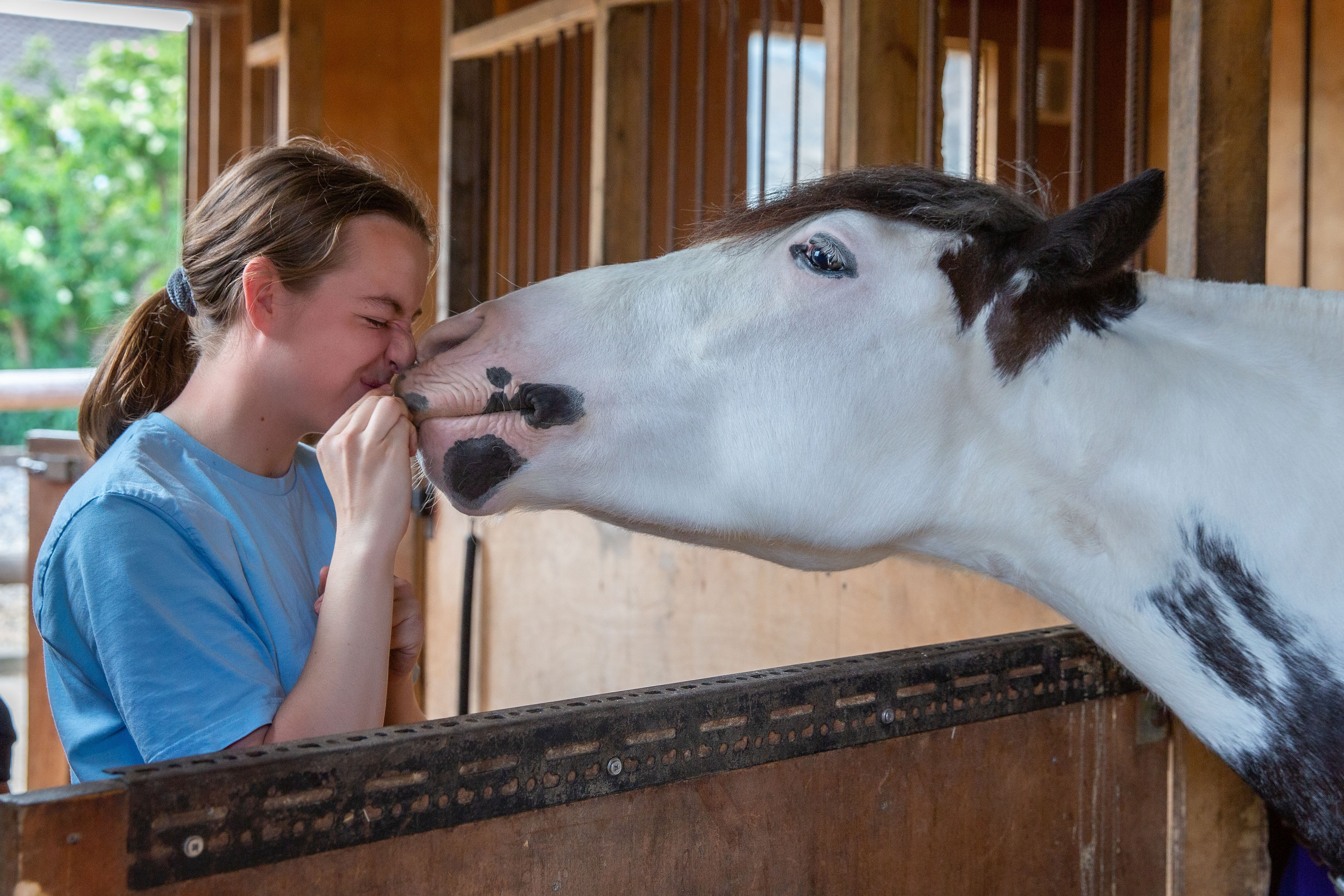 human & horse Inhand Classes (£14 each)